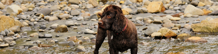 Boykin Spaniel Duck hunting dog
