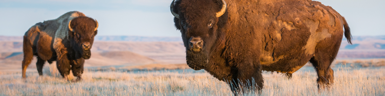 bison